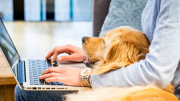 Welcome pets to the office
